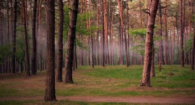 苹果手机怎么打开自动更新app	-苹果手机怎么打开自动更新软件