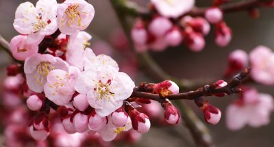 王者荣耀如何开挂排位-2021年王者荣耀怎么开挂